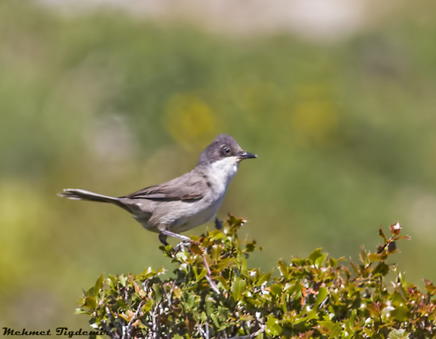 Eastern Orphean Warbler