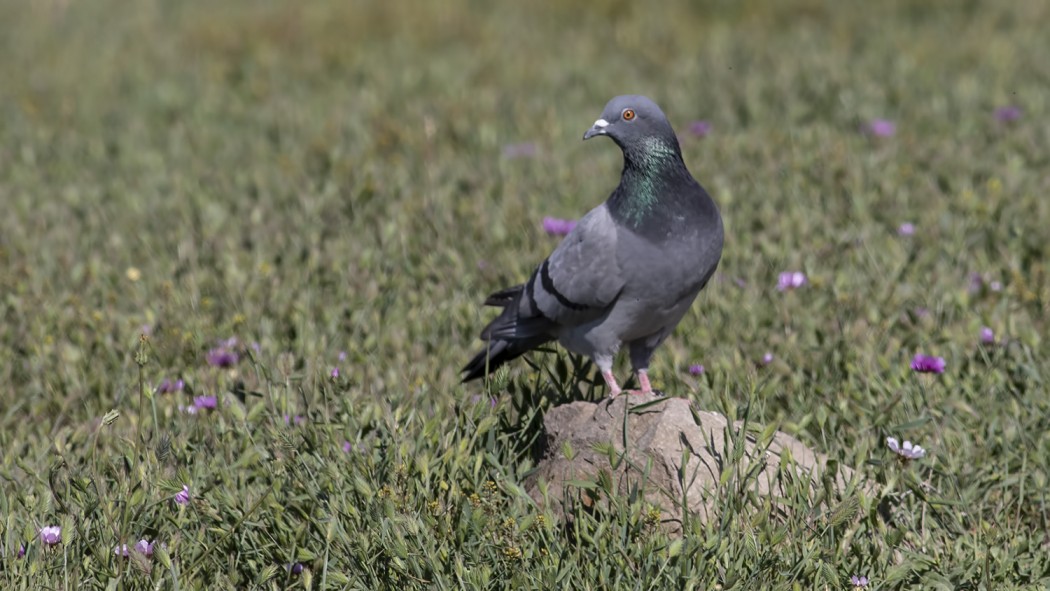 Rock Dove