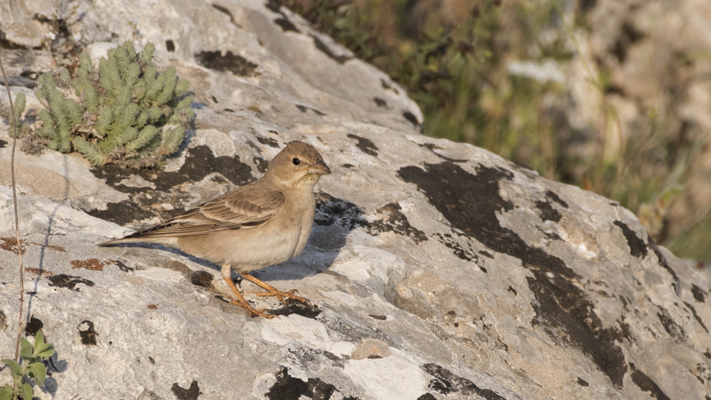 Pale Rockfinch