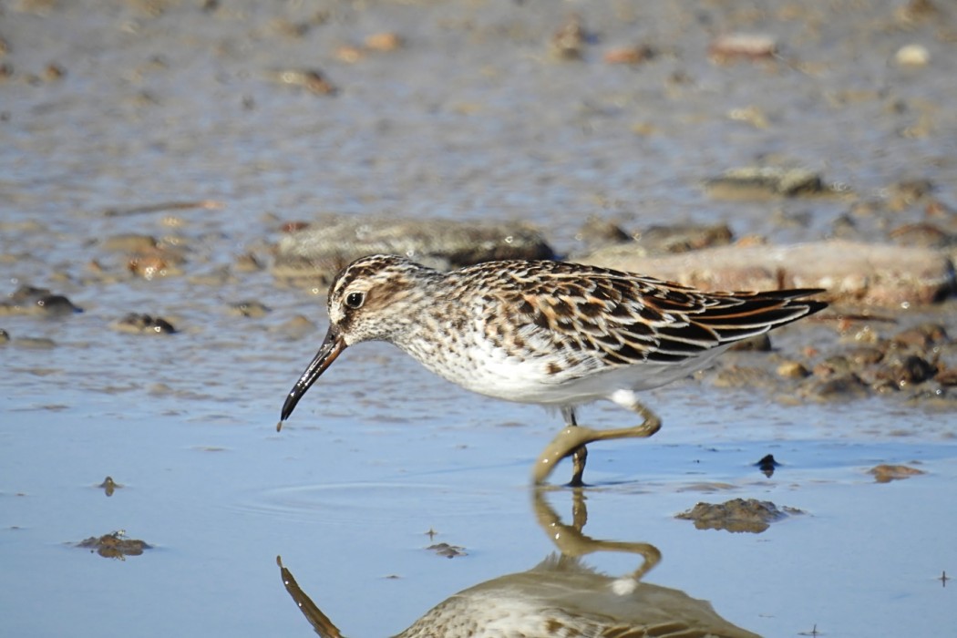 Broad-billed Sandpiper
