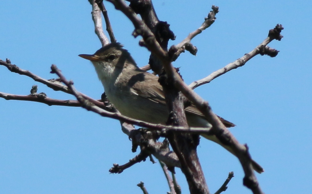 Olive-tree Warbler