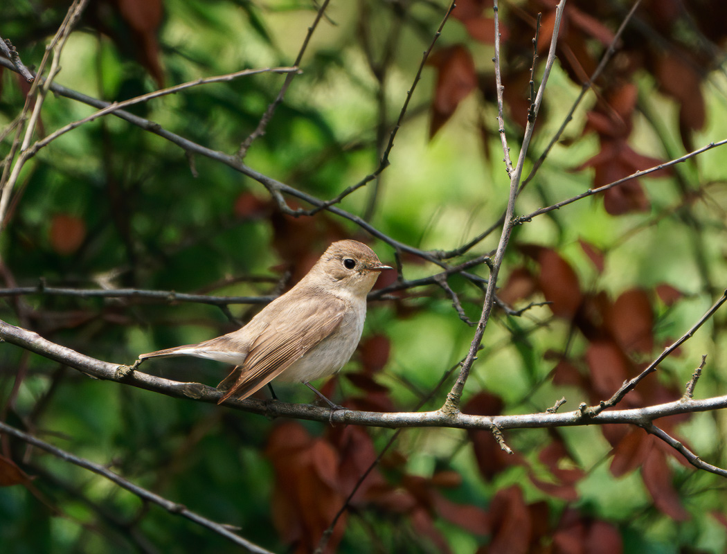 Red-breasted Flycatcher