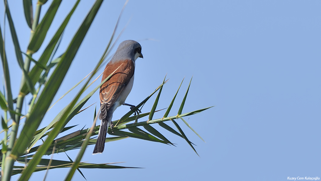 Kızılsırtlı Örümcekkuşu
