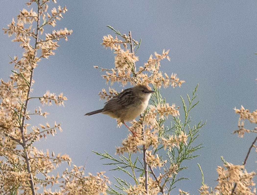 Zitting Cisticola