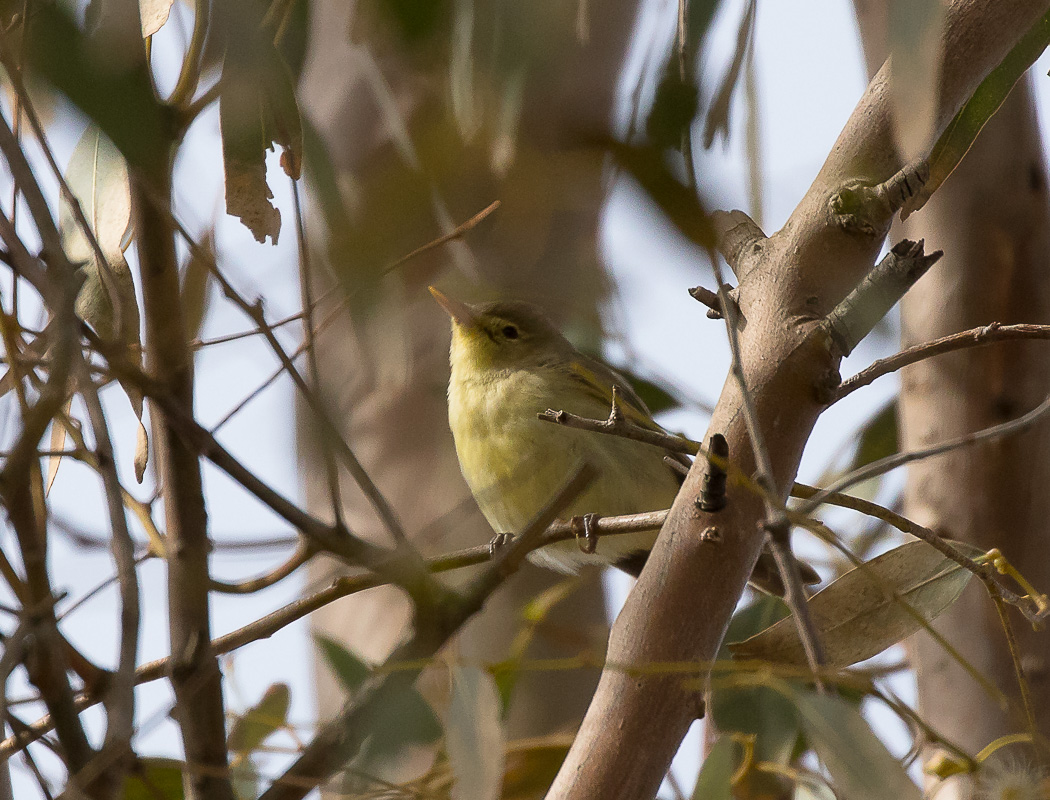 Icterine Warbler