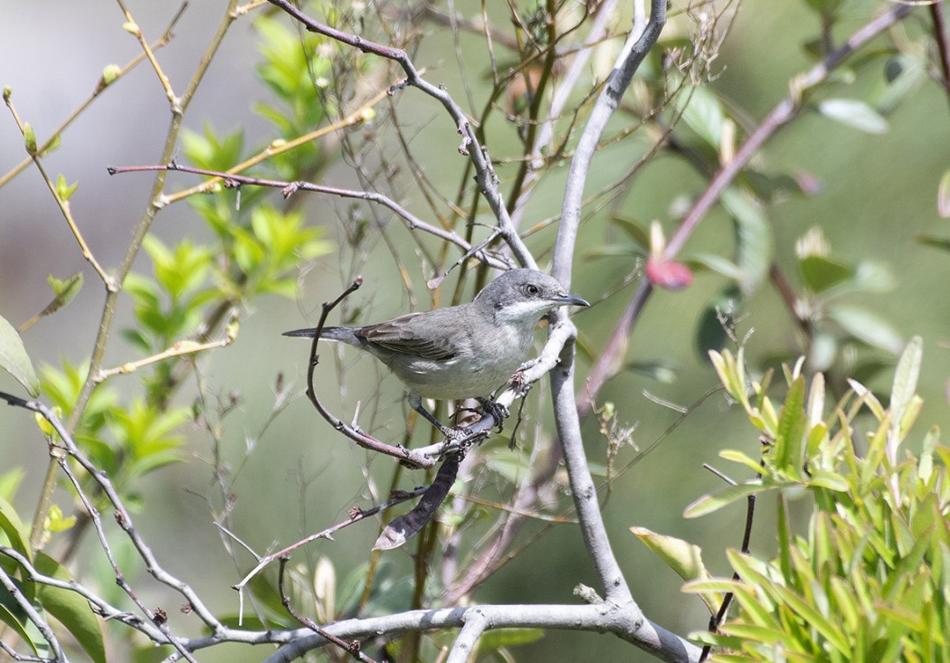 Eastern Orphean Warbler
