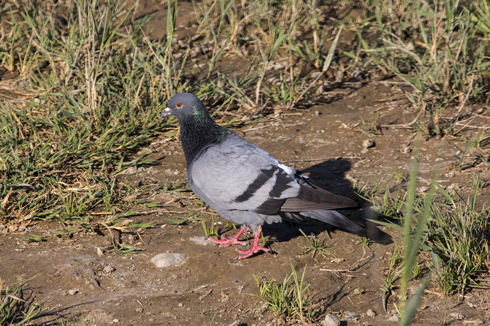 Rock Dove
