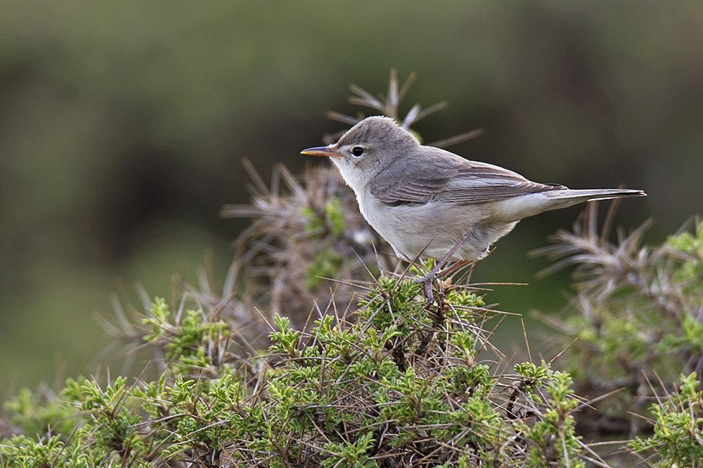 Upcher`s Warbler