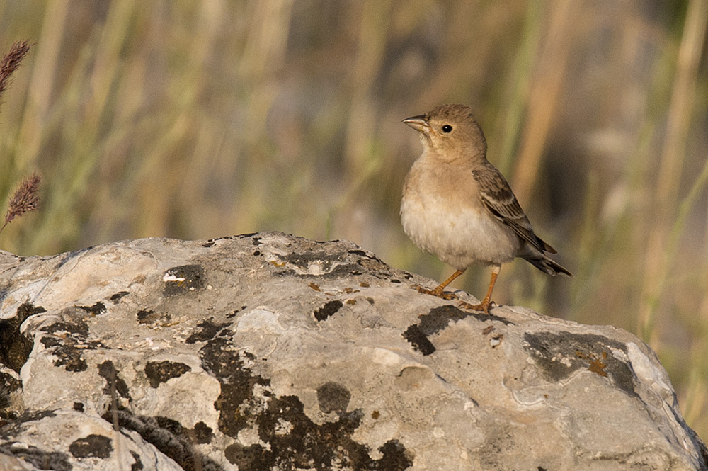 Pale Rockfinch