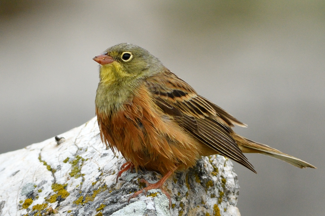 Ortolan Bunting