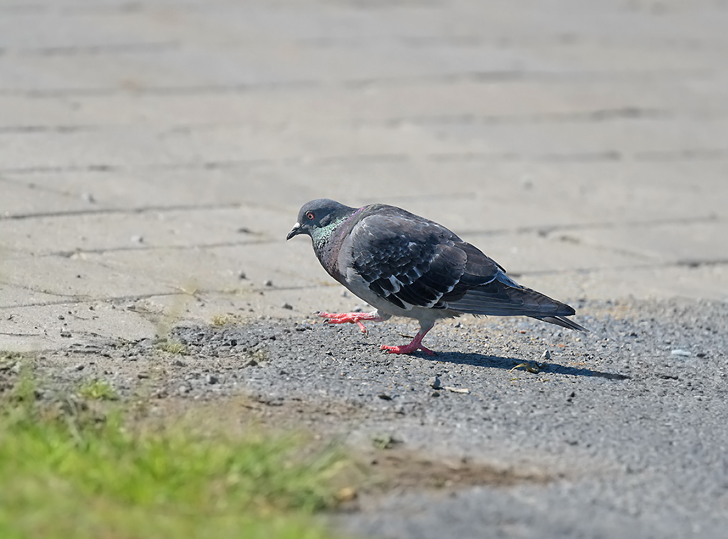 Rock Dove