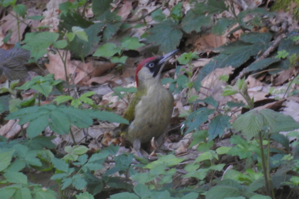 European Green Woodpecker