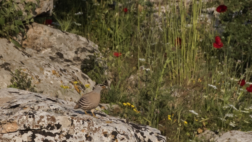 See-see Partridge