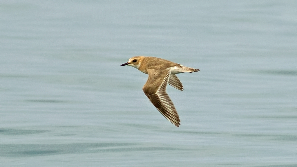 Greater Sand Plover