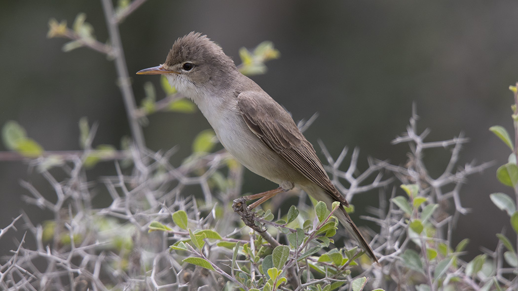 Upcher`s Warbler