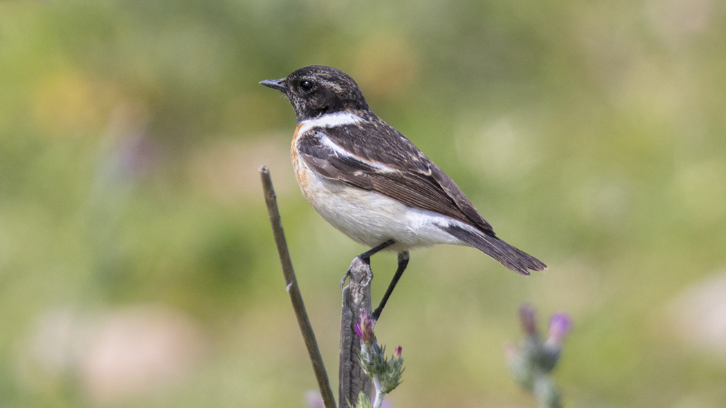 Siberian Stonechat