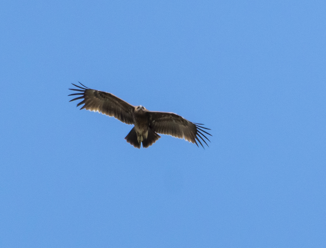 Greater Spotted Eagle