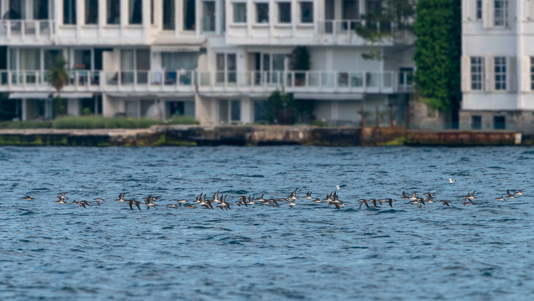 Yelkouan Shearwater