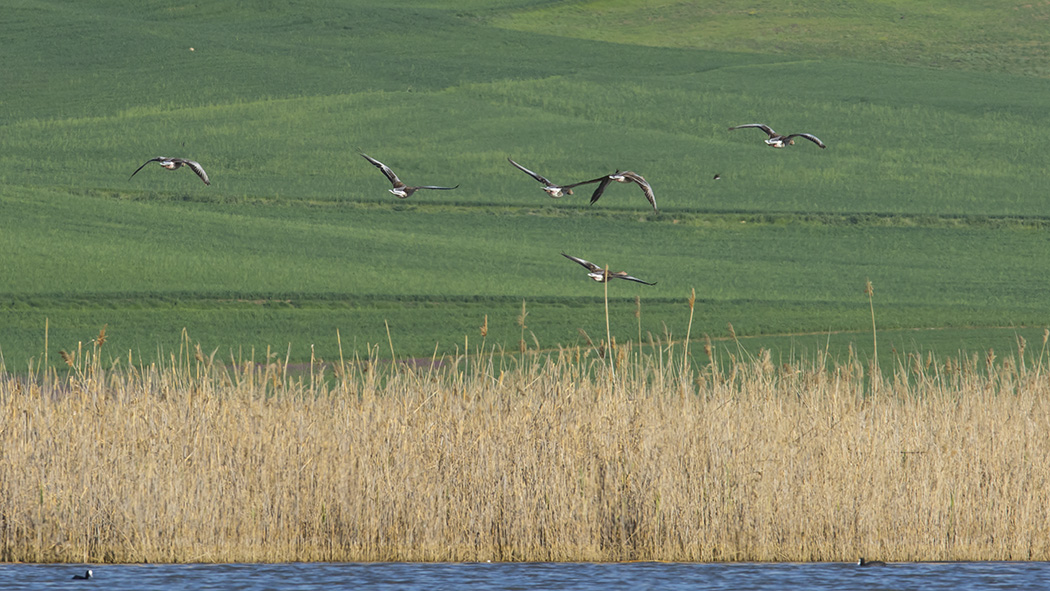 Greylag Goose