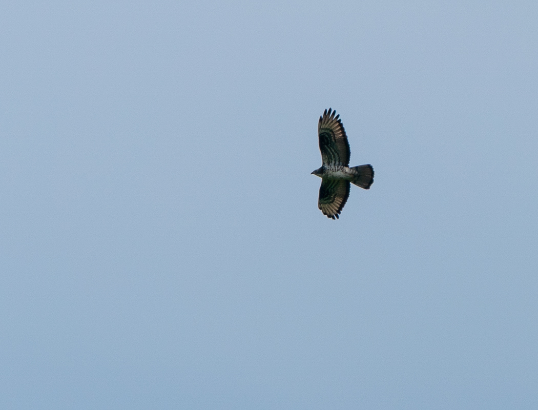 European Honey Buzzard