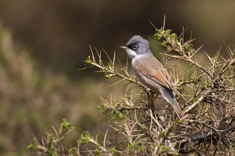 Spectacled Warbler