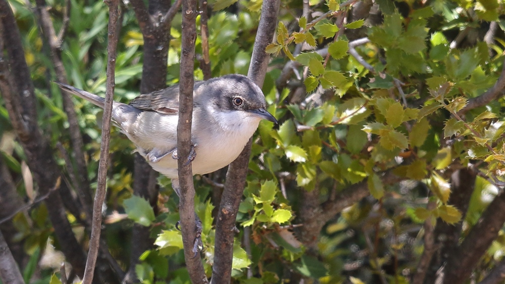 Eastern Orphean Warbler