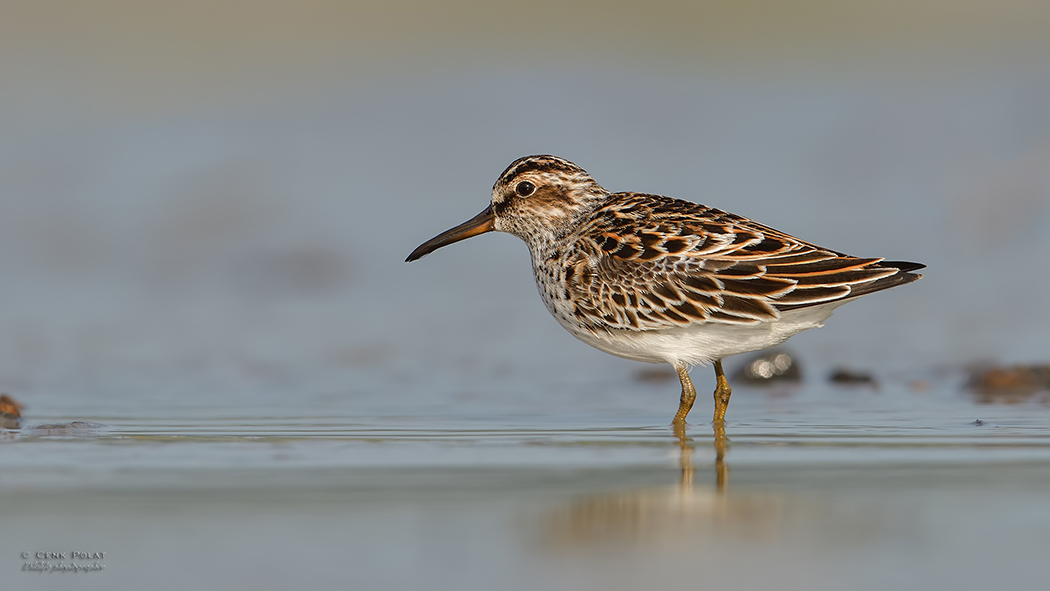 Broad-billed Sandpiper