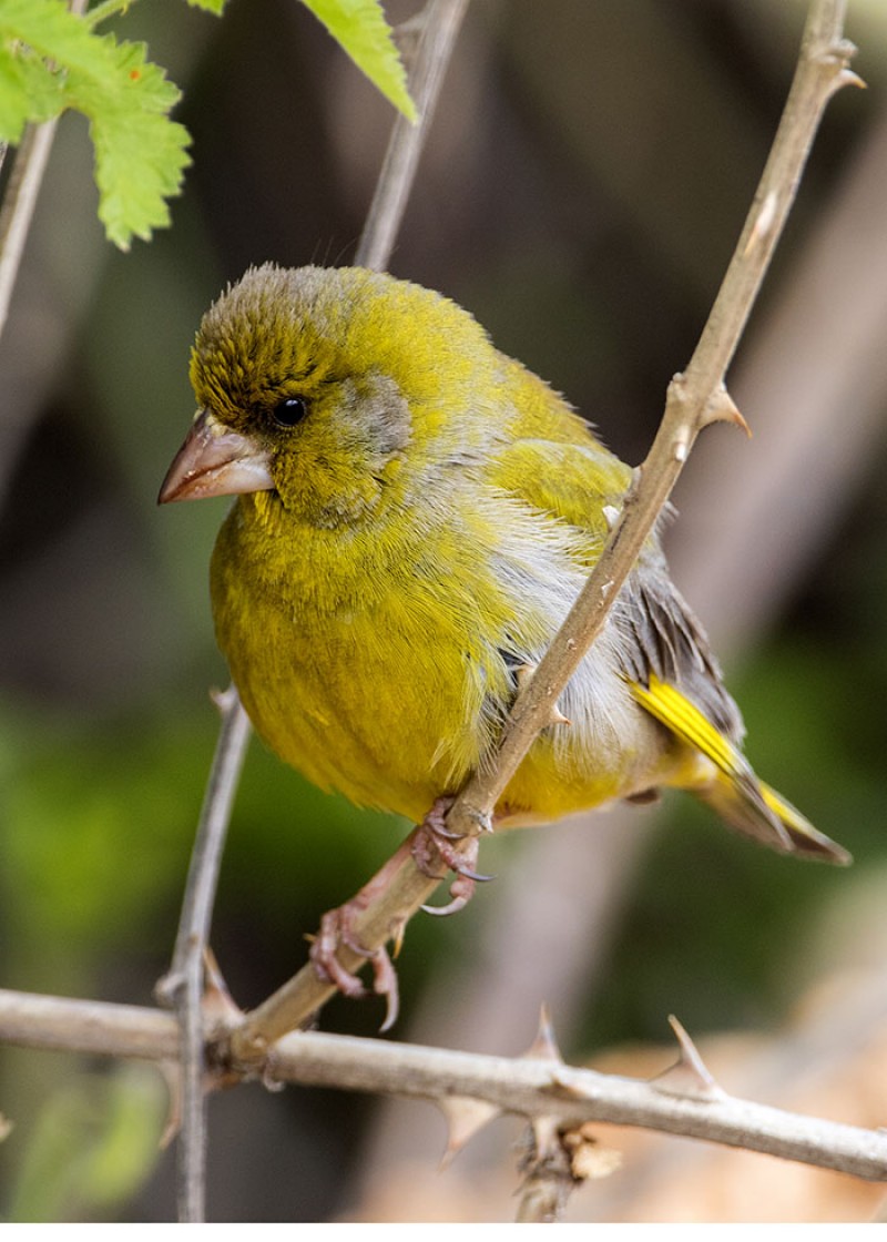 European Greenfinch