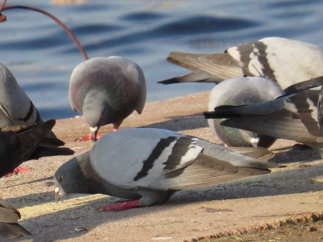 Rock Dove
