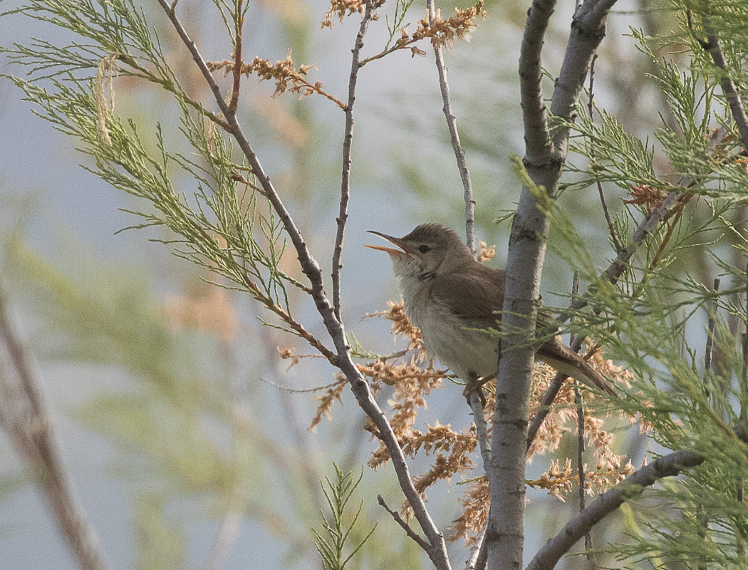 Upcher`s Warbler