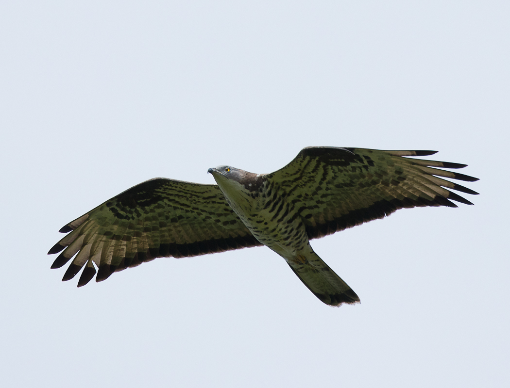 European Honey Buzzard