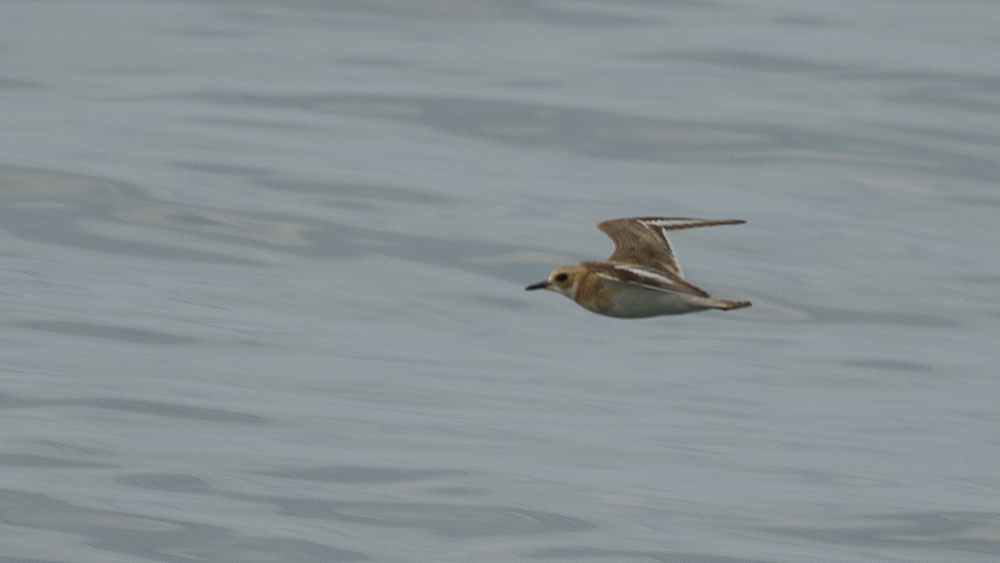 Greater Sand Plover