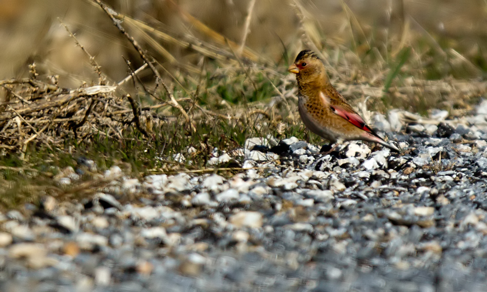 Eurasian Crimson-winged Finch