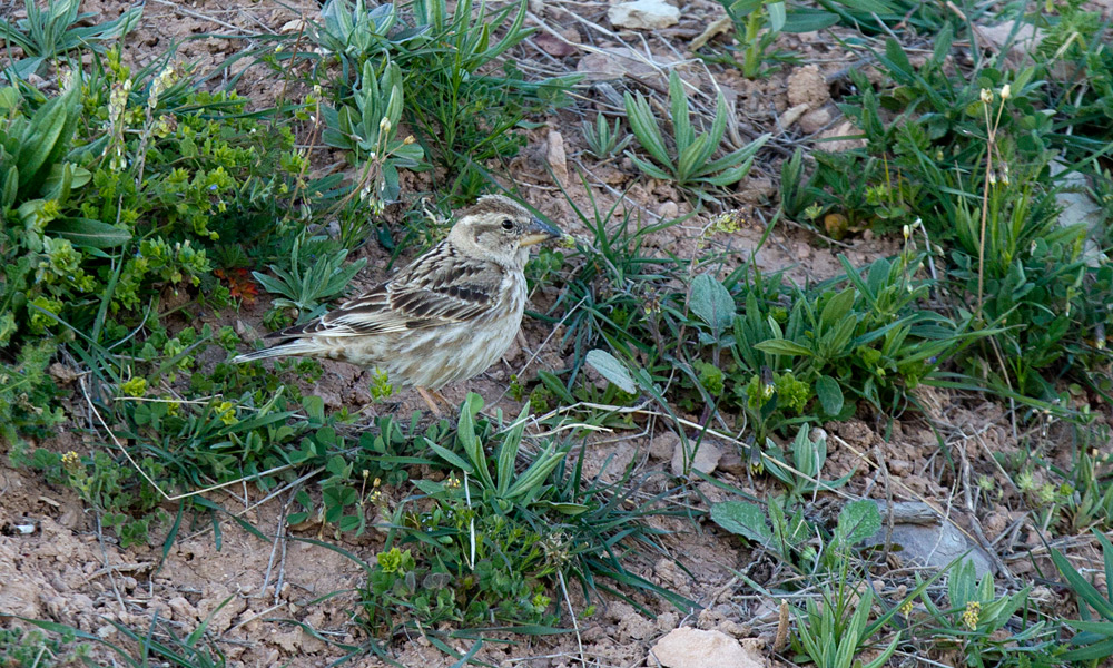Rock Sparrow