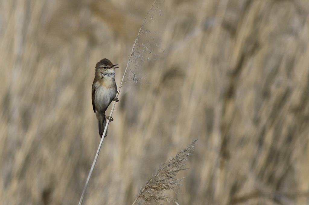 Paddyfield Warbler