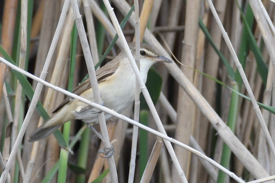 Great Reed Warbler