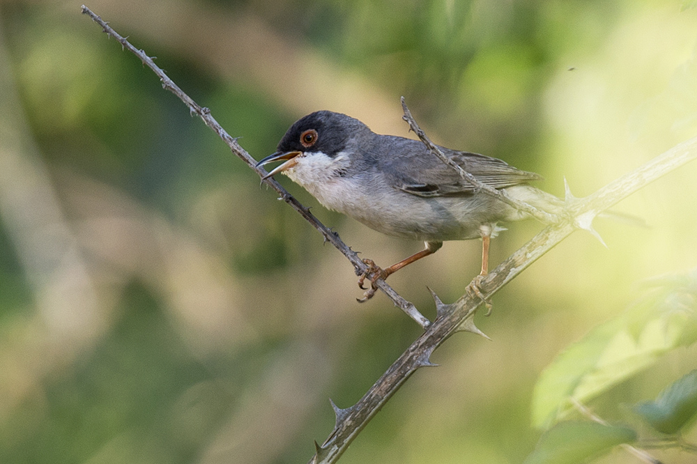 Menetries`s Warbler