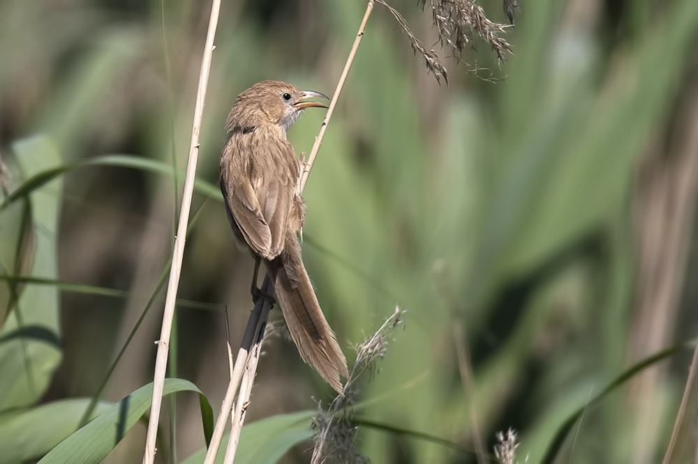 Iraq Babbler