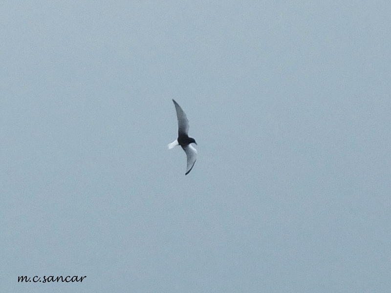 White-winged Tern