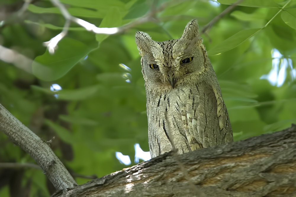 Pallid Scops Owl