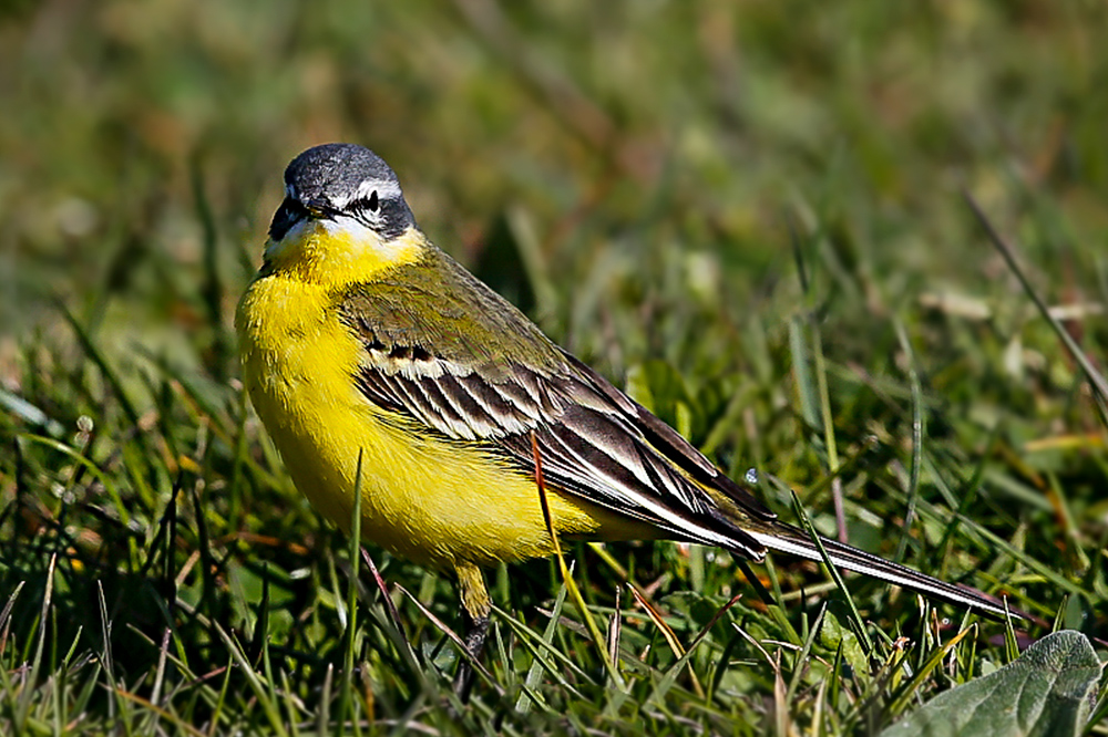 Western Yellow Wagtail