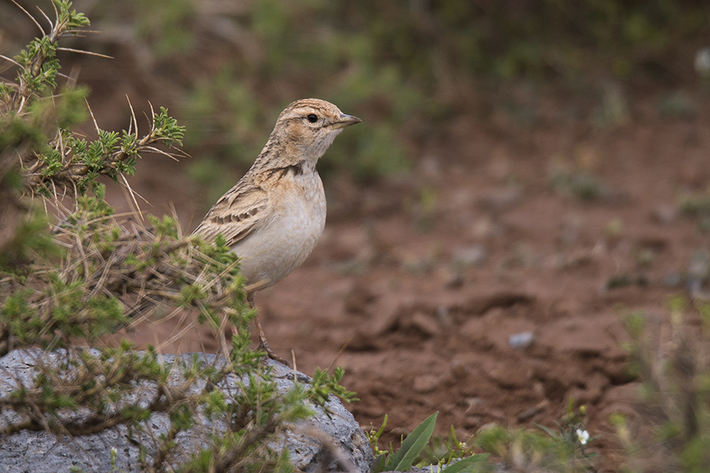 Greater Short-toed Lark
