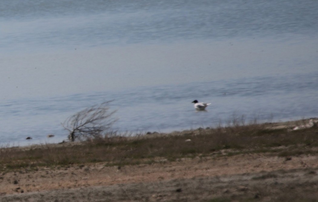 Mediterranean Gull