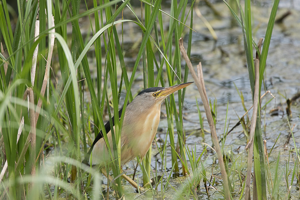 Little Bittern