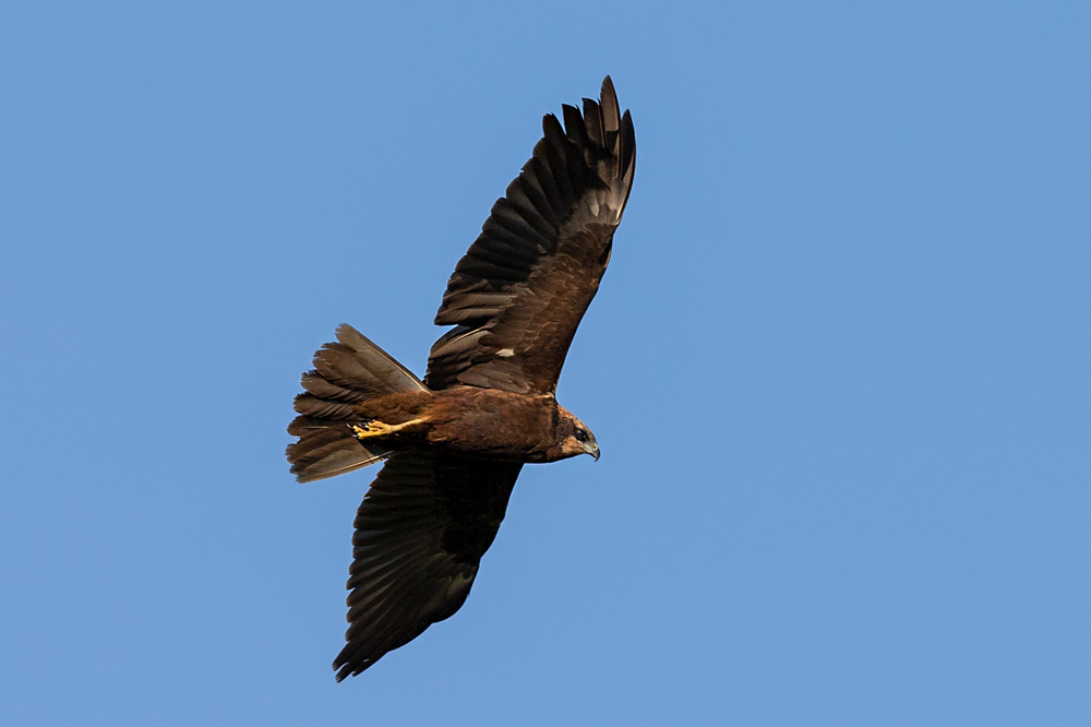 Western Marsh Harrier