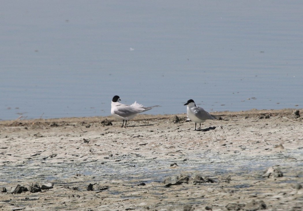 Gull-billed Tern