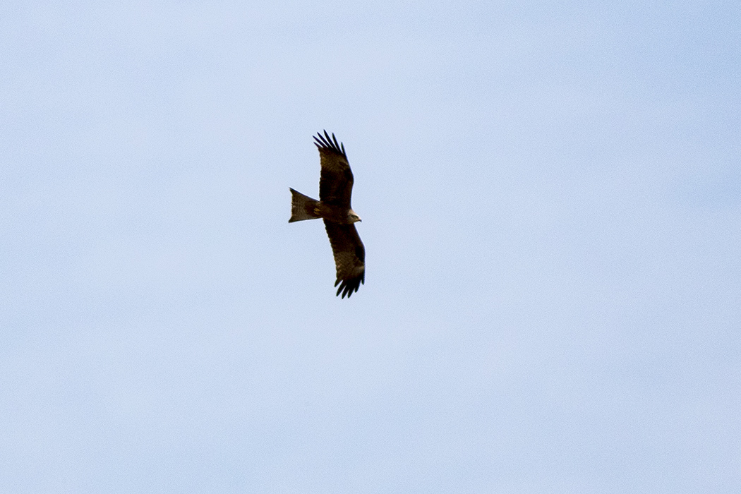 Black Kite