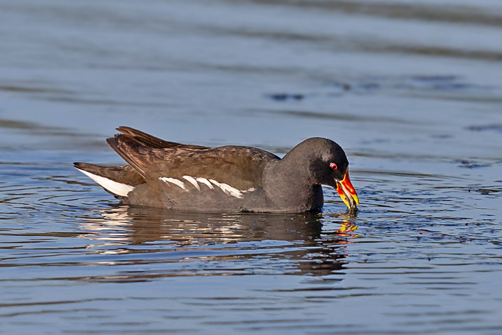 Common Moorhen