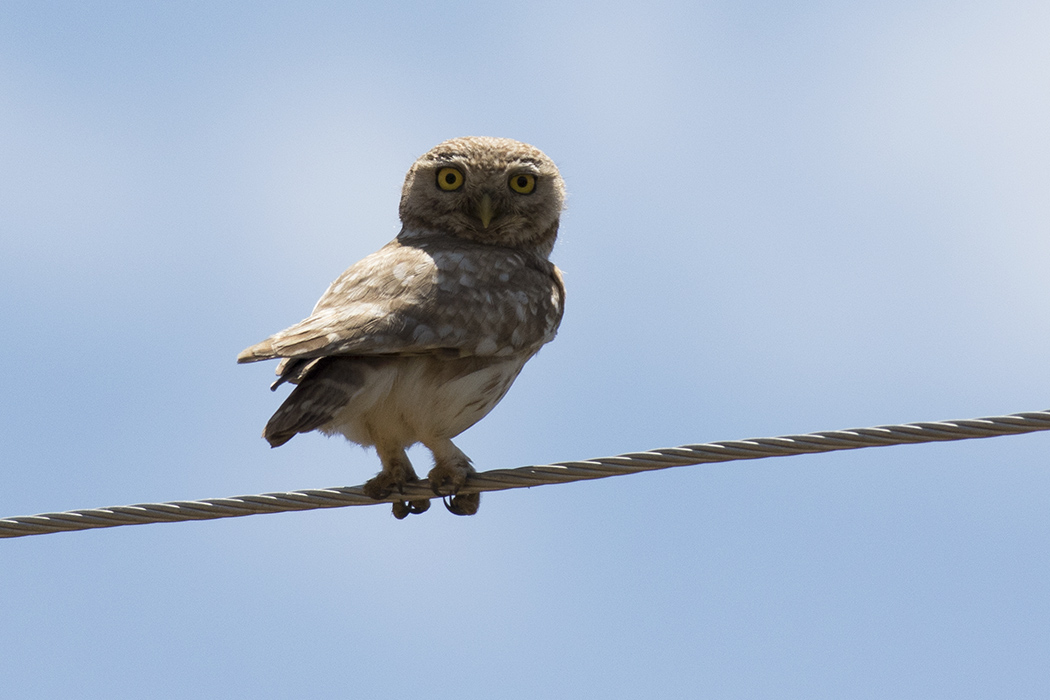 Little Owl