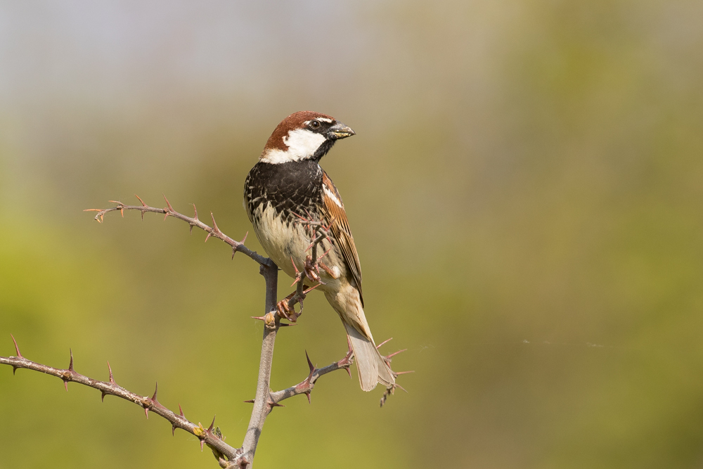 Spanish Sparrow